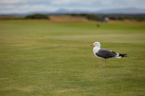 Shaun McCrary Group at The Home of Golf. The Old Course St Andrews Scotland